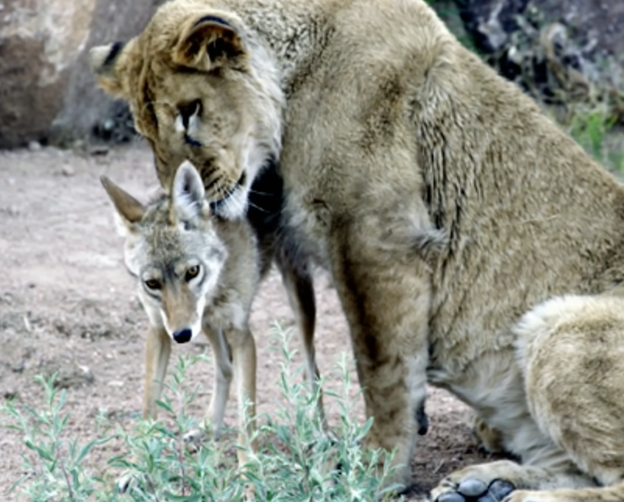 Lav Anthony i kojot Riley