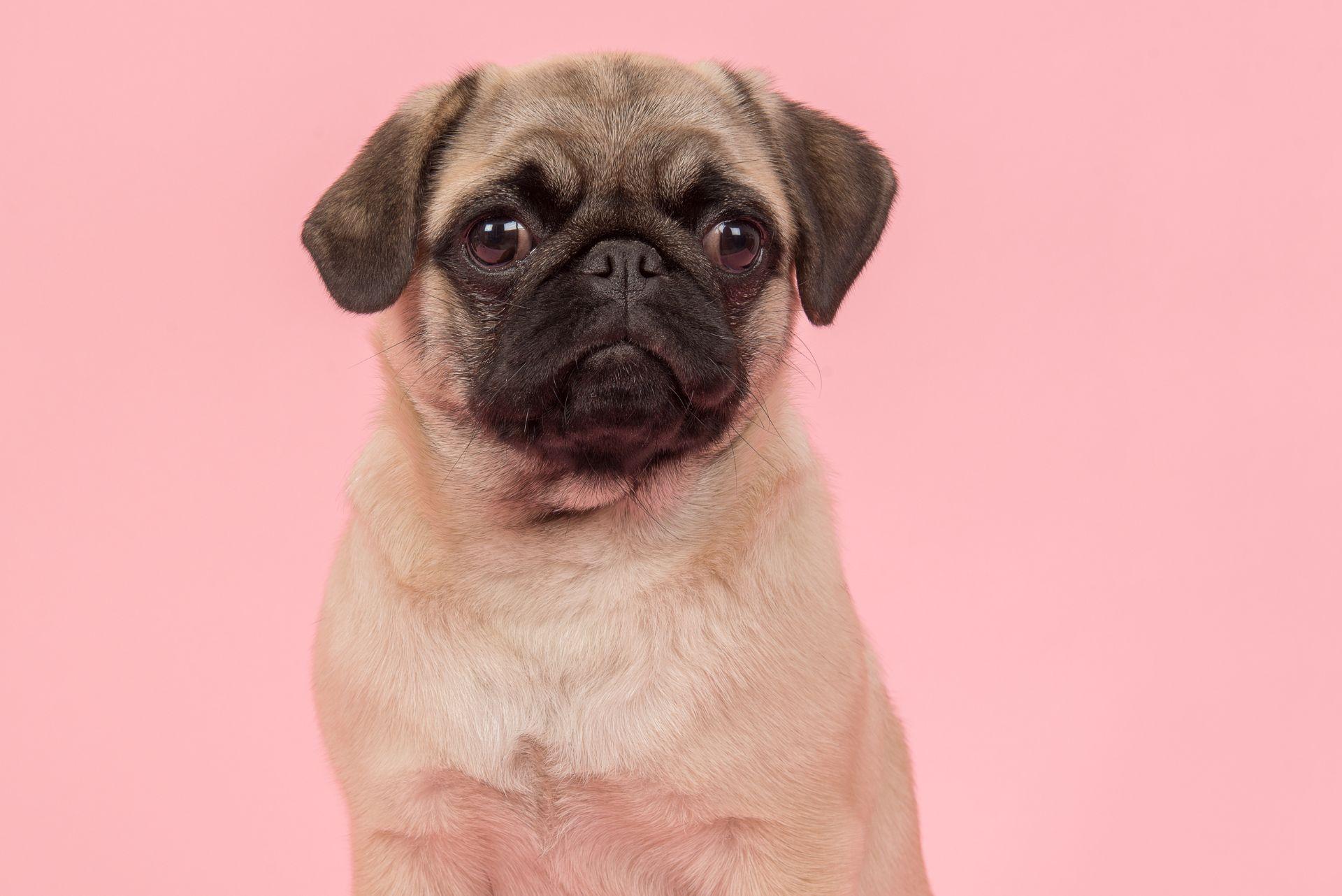 Pug puppy studio image