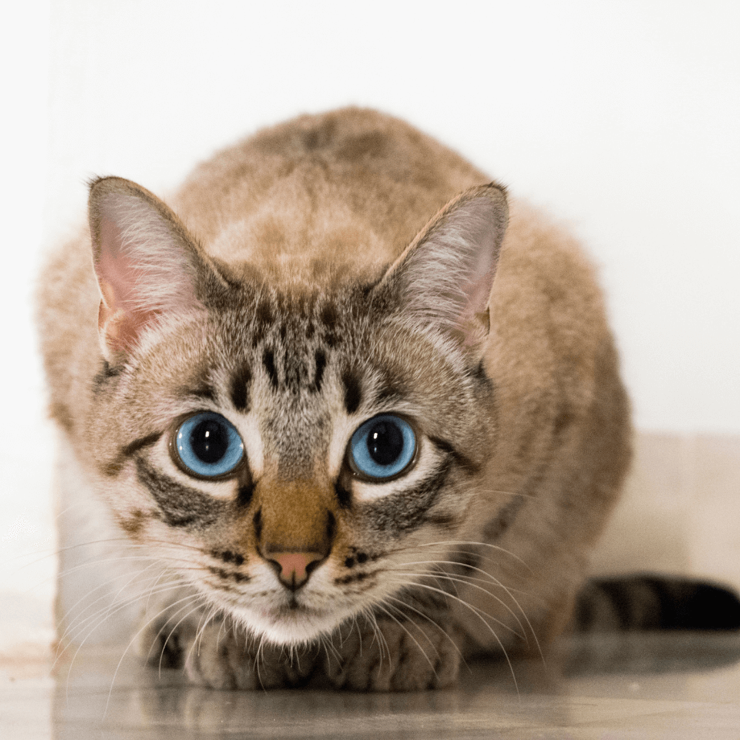 The Door Buddy - Blog - Cat Behavior