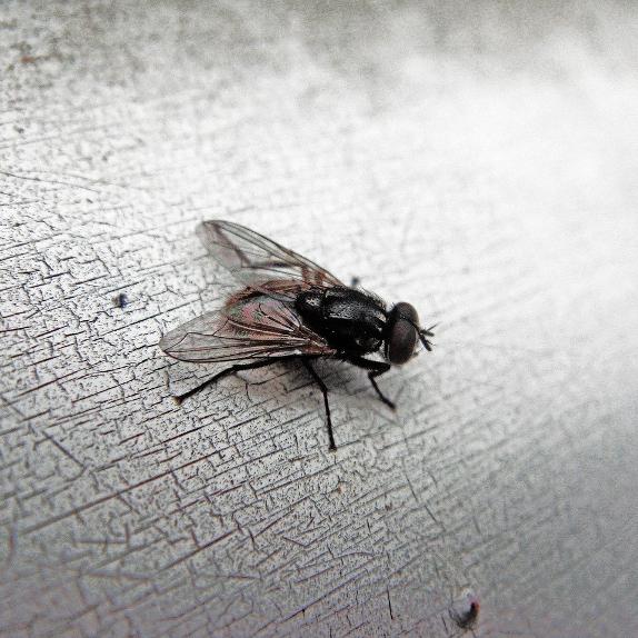 Fleas