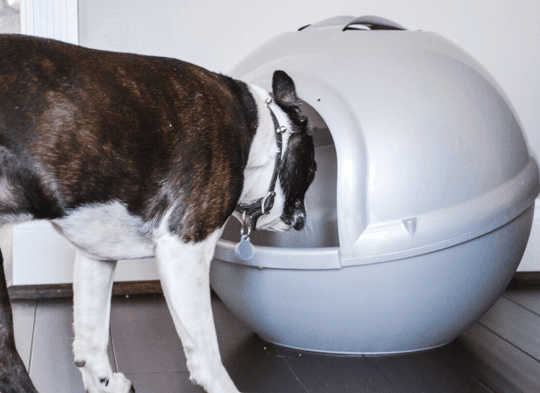keep dog out of litter box - blog image