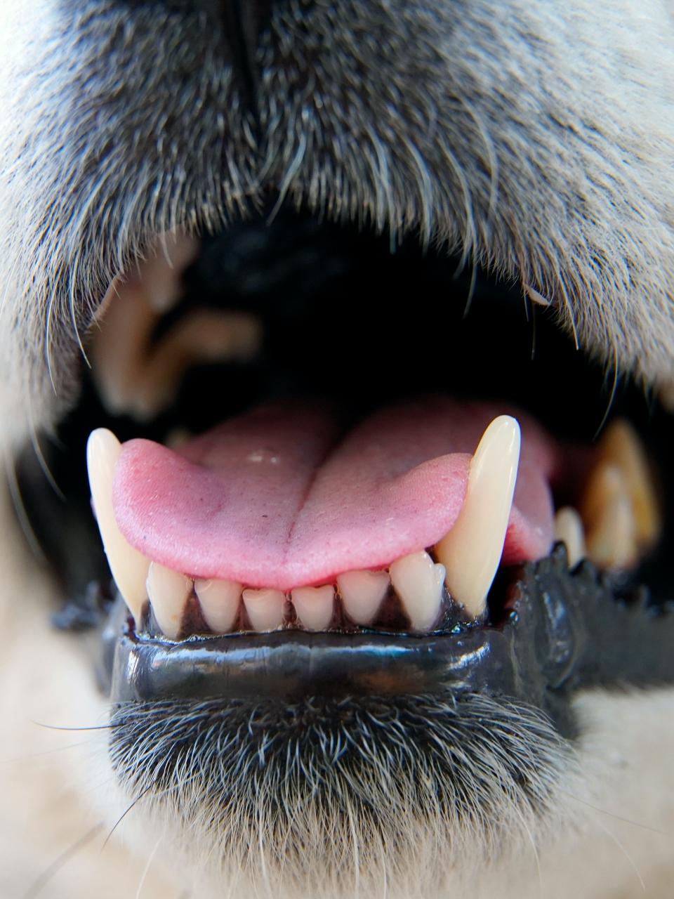 Close-up of teeth and mouth dog.