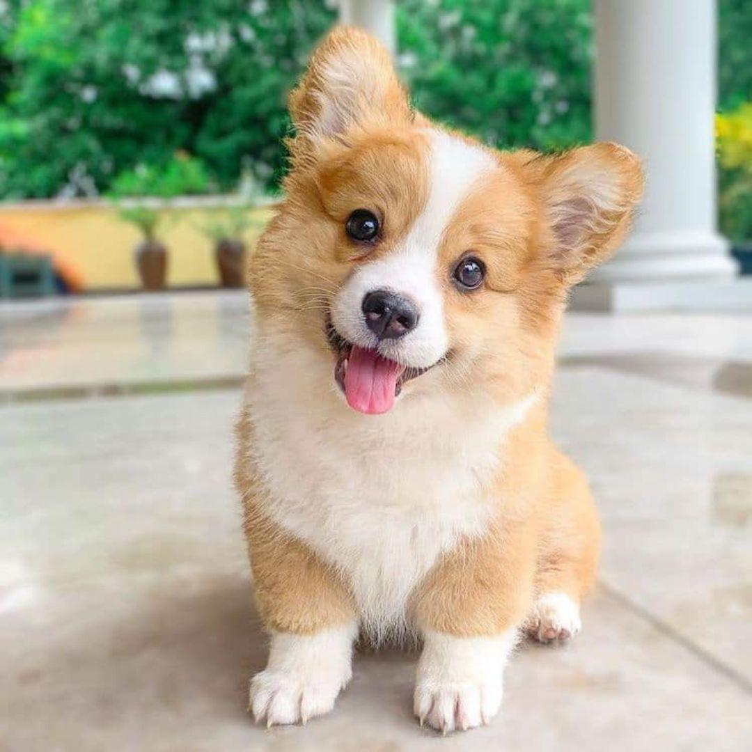 Corgi puppy