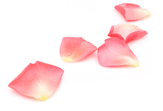 An image of rose petals_1