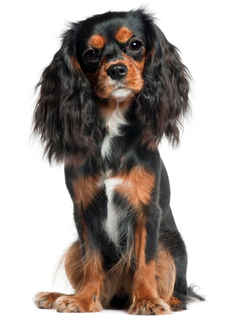 The Cavalier King Charles Spaniel is an energetic and playful dog