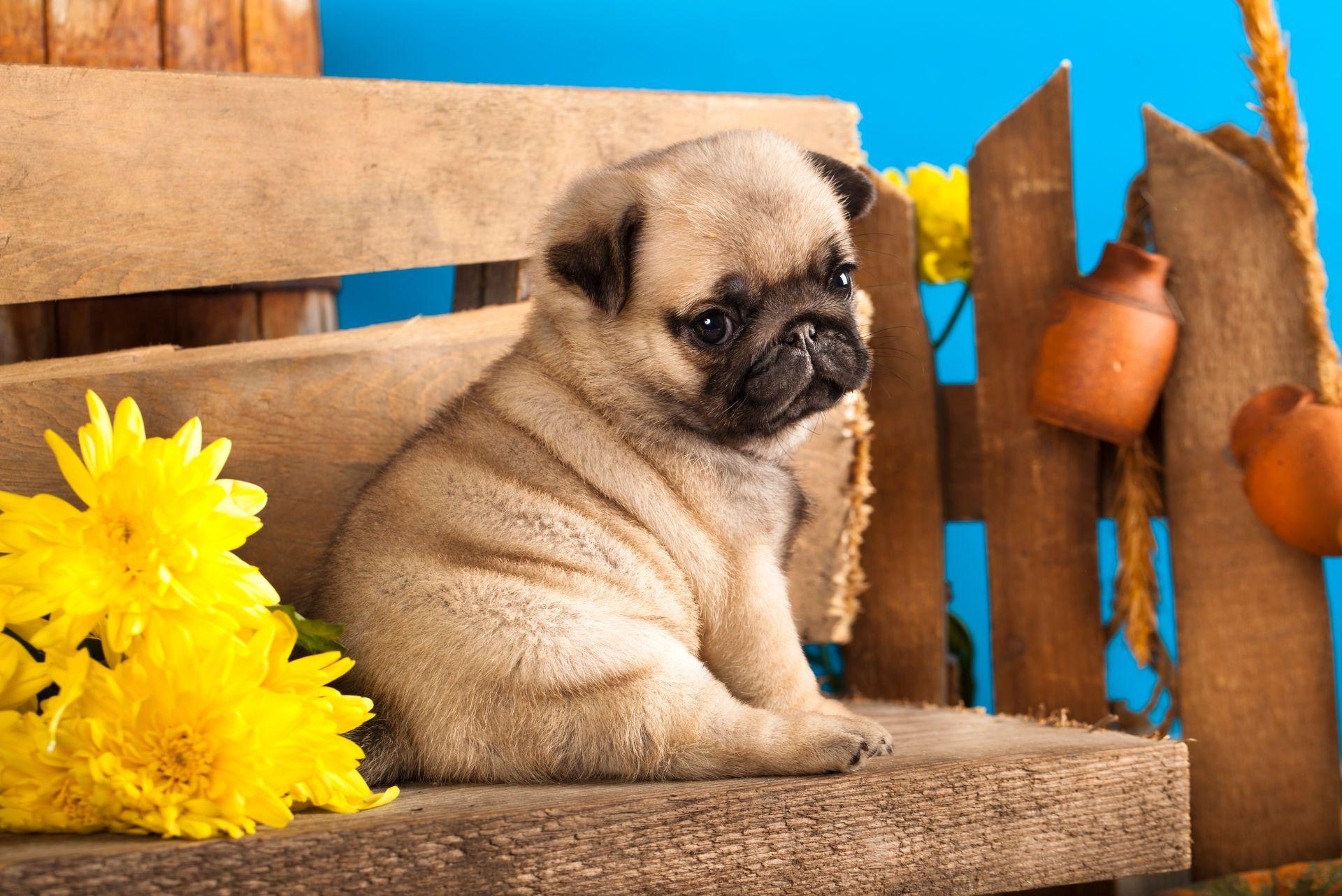 Pug puppy sitting on bench with flowers