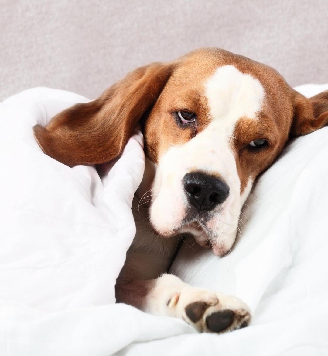 Blog image - common diseases in dogs