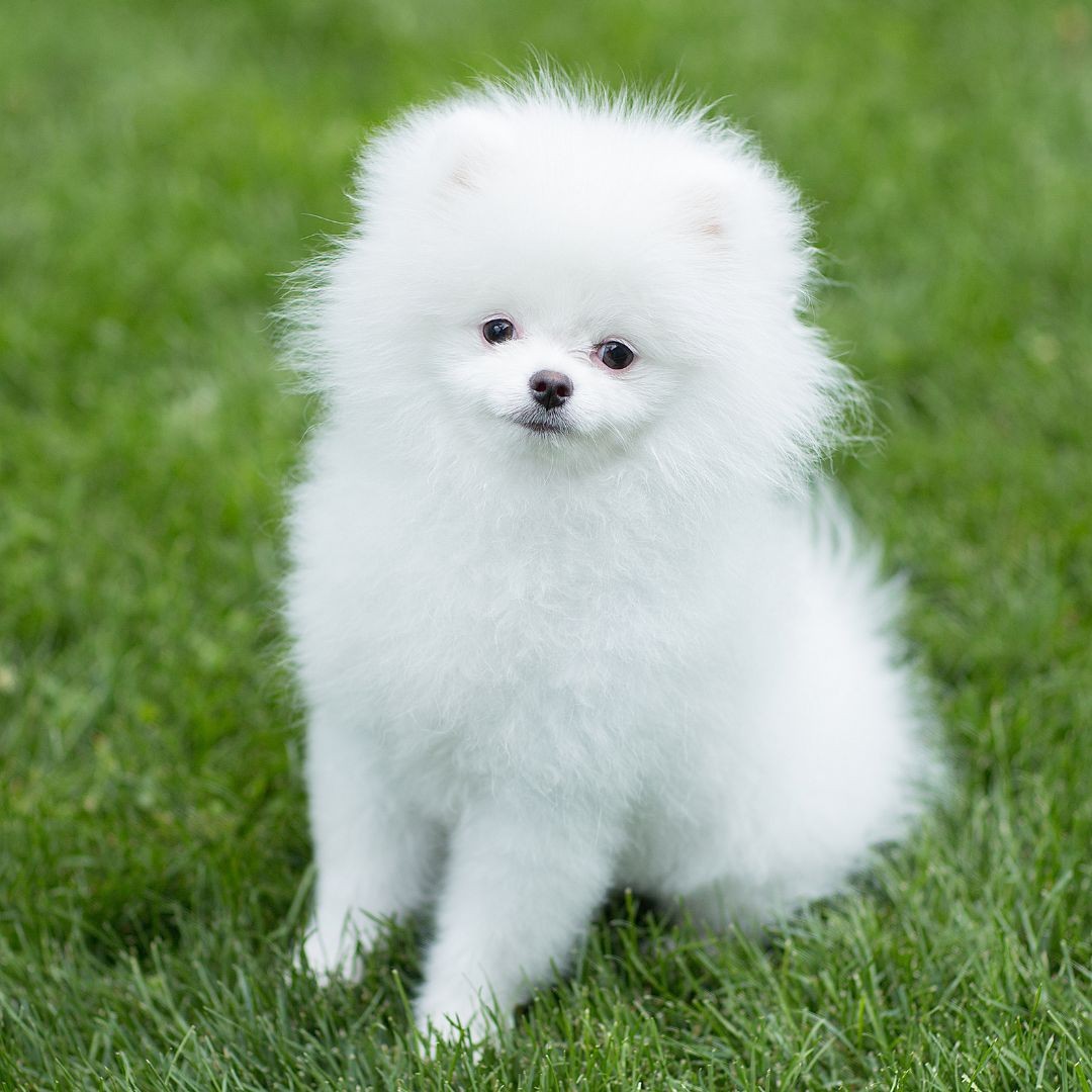 White fluffy Pomeranian puppy