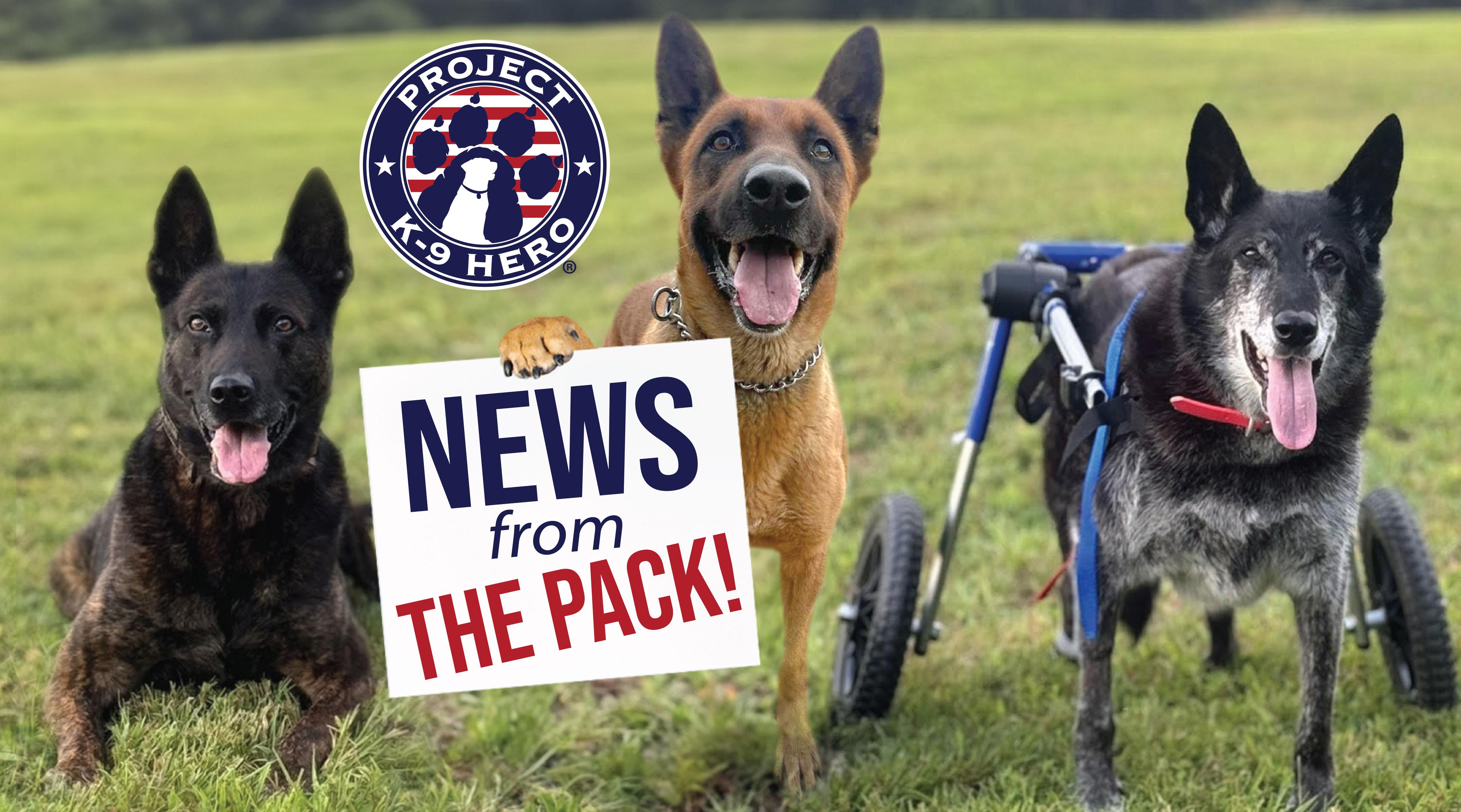 news from the pack