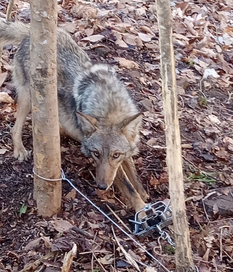 Outdoor Hunting Lab Coyote Urine Animal Spray - Keeps Away