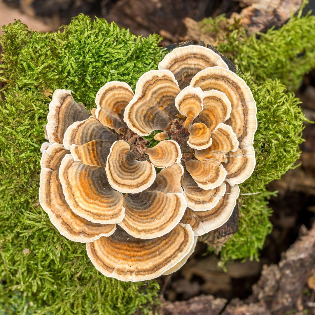 a group of turkey tail mushrooms growing on a mossy log
