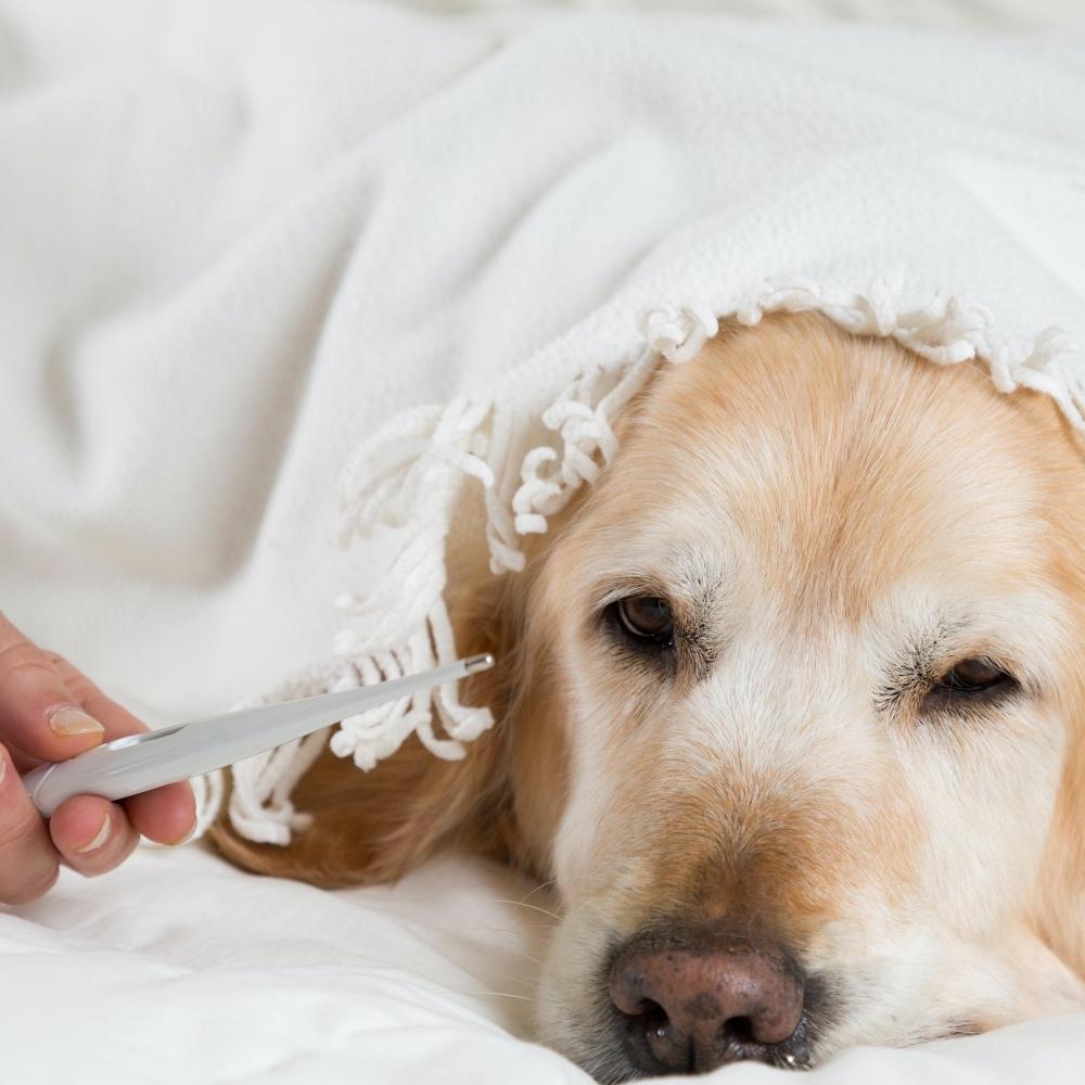 Dog not feeling well