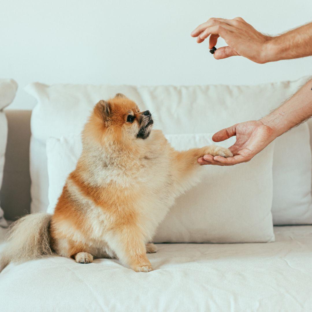 Side View of Giving Treats to a Dog