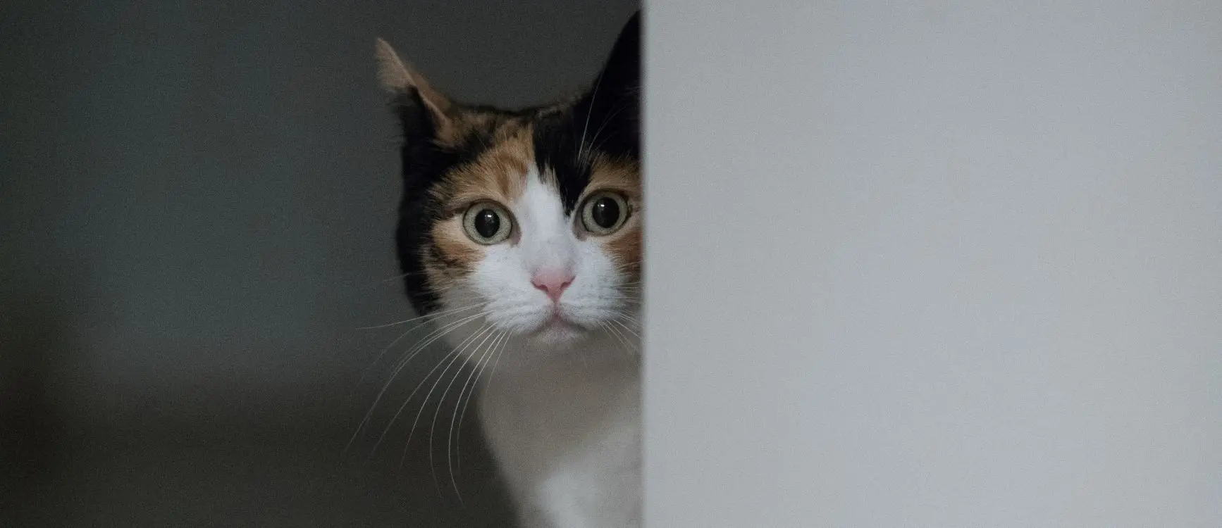 A curious cat peeks from behind a door