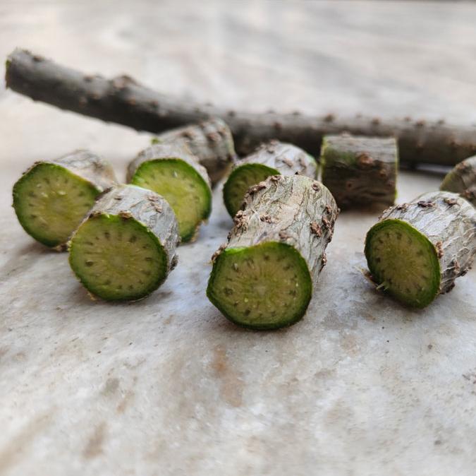 Cut pieces of guduchi stem showing a green interior and rough, textured bark, arranged on a light surface.