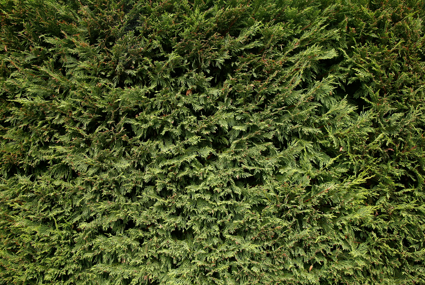 Top 10 Hedges for Privacy in Australia . — Aussie Gardener