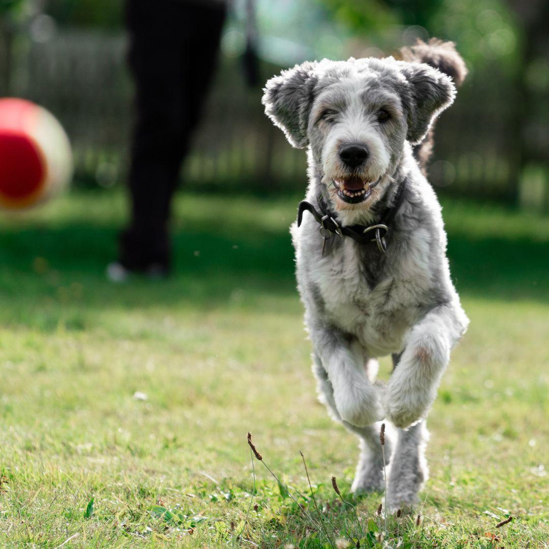 Puppy chasing ball outdoors