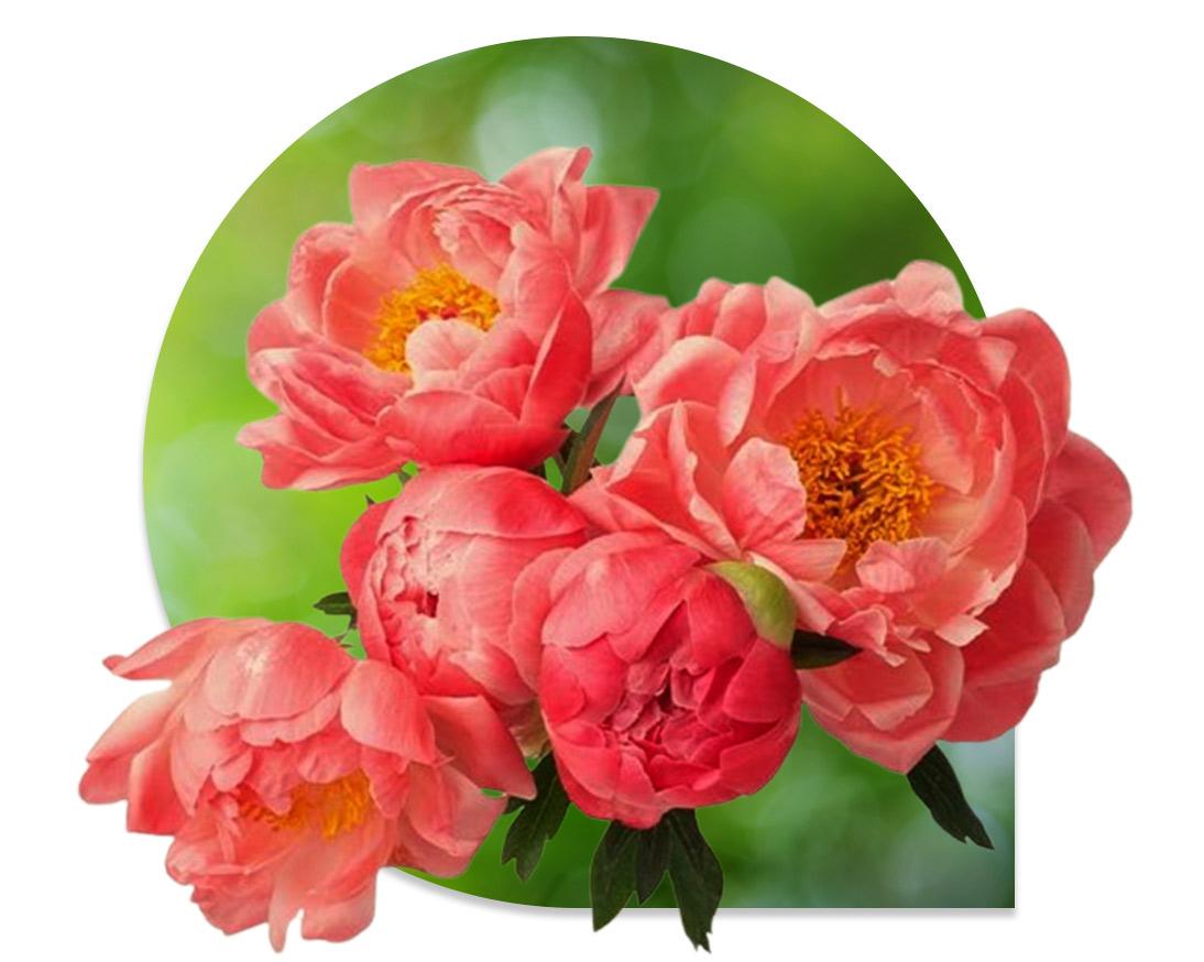 MOUTAN PEONY ROOT EXTRACT