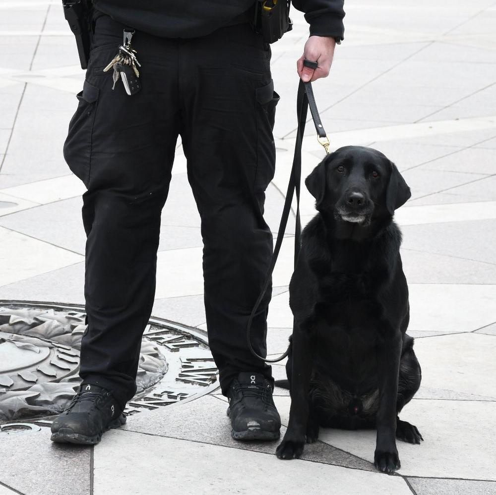 k9 freddie on a leash