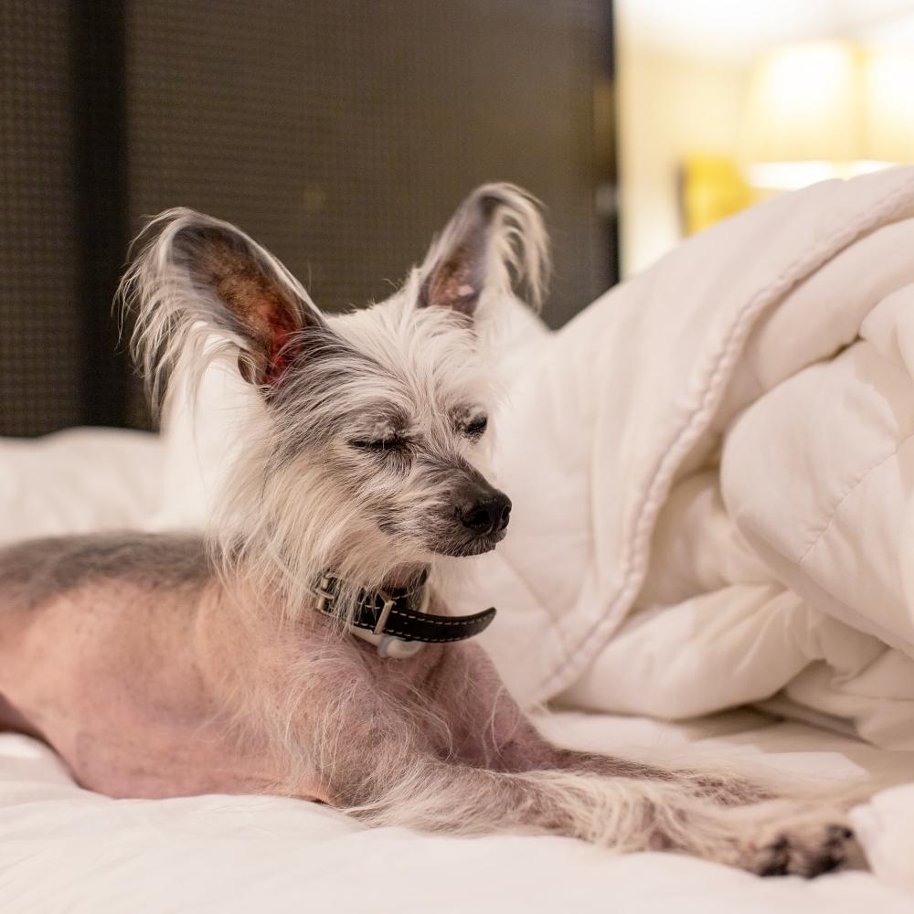 Chinese Crested Dog Sleeping Peacefully, Portrait of a cute dog on a white bed in the bedroom