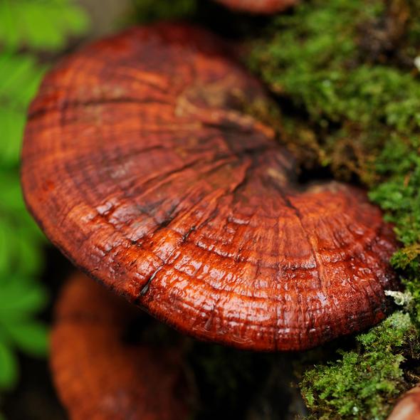 Reishi Mushroom + Spores Addictive Wellness