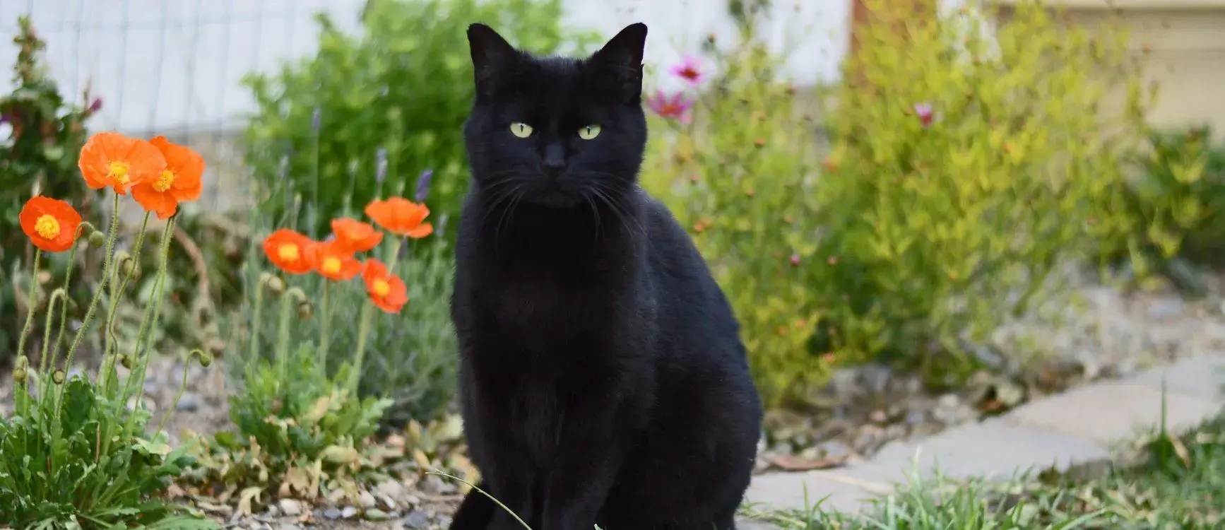 A cat stands alertly in front of a closed door, its fur slightly ruffled and eyes focused.