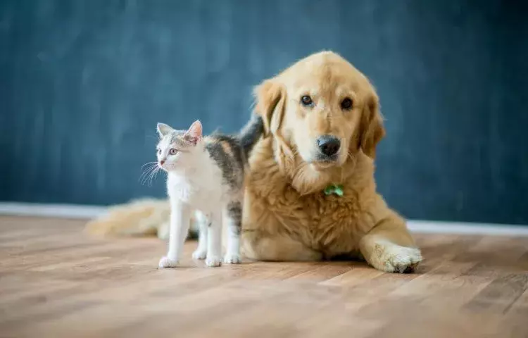 creating a pet-friendly home
