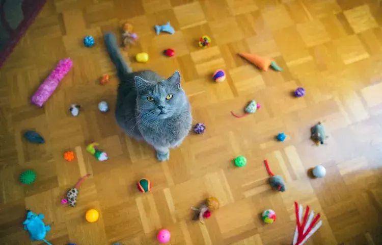 best cat toys