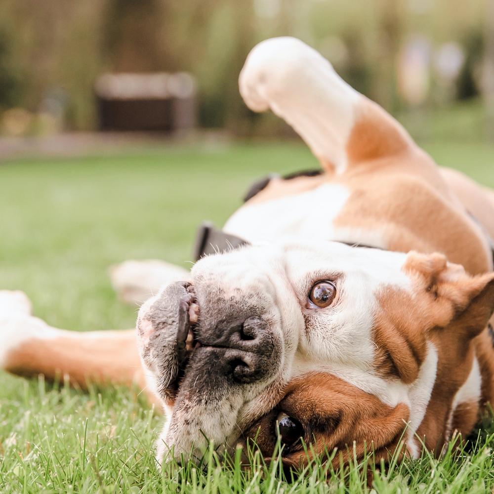 A bulldog rolling on its back on the grass