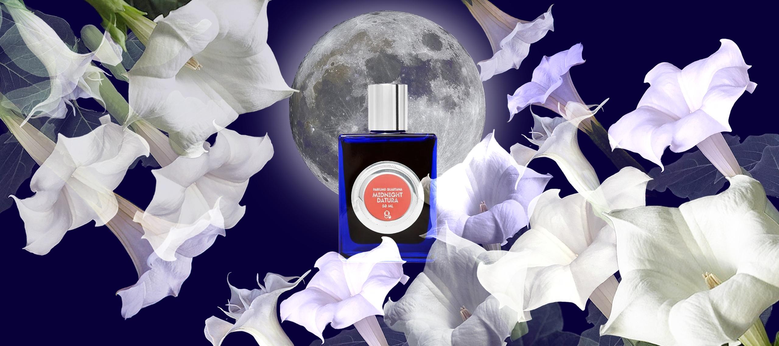 Midnight Datura by QUARTANA