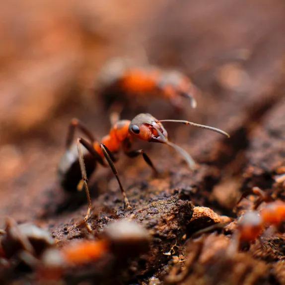 Ants