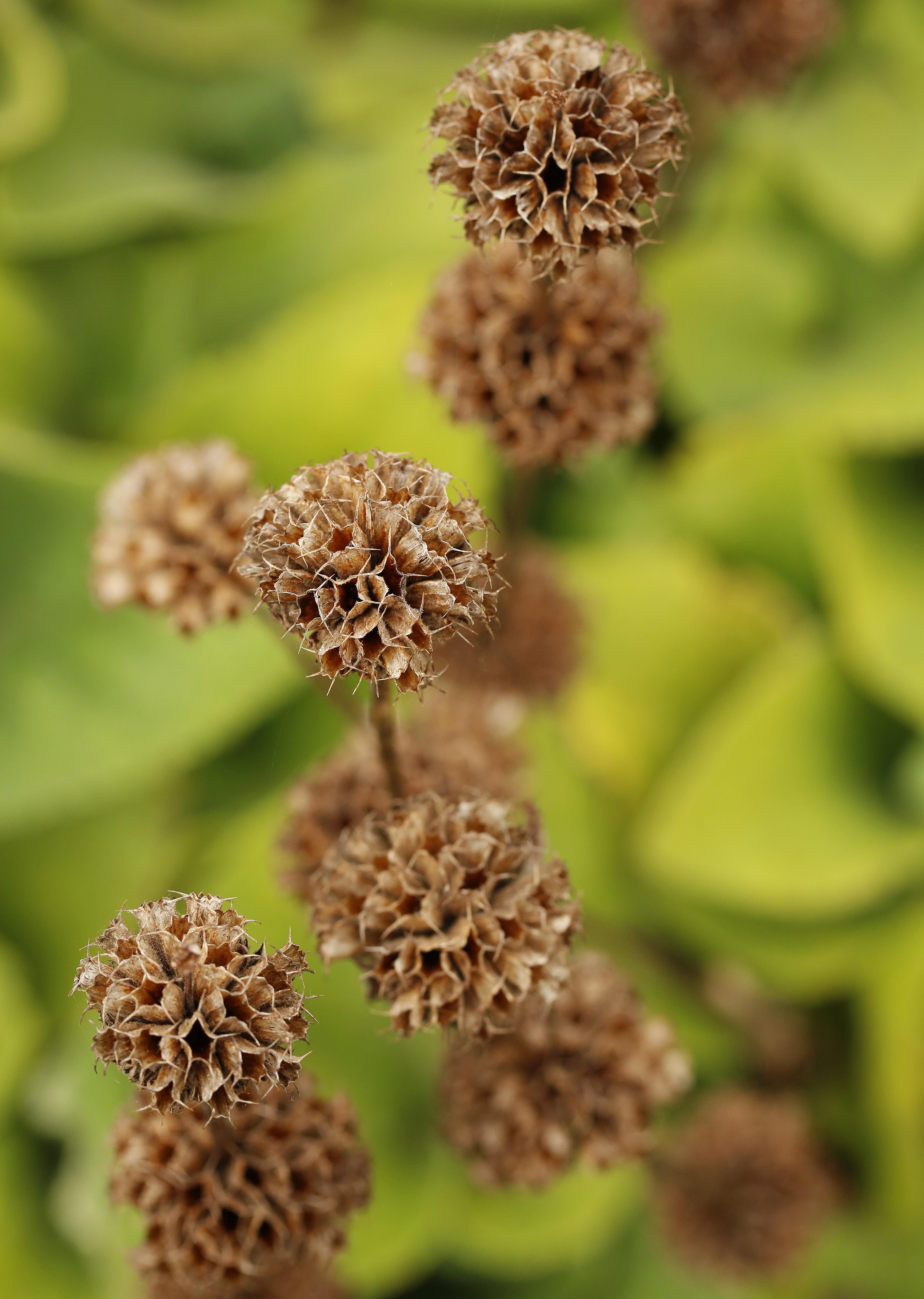 Close-up of dried, brown spherical seed heads on slender stems against a soft green leafy background.