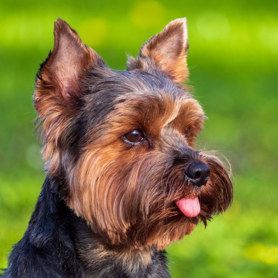 Yorkie with tongue sticking out