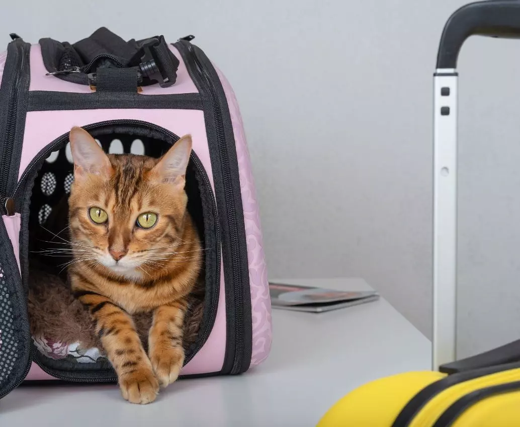 how do you travel with a cat