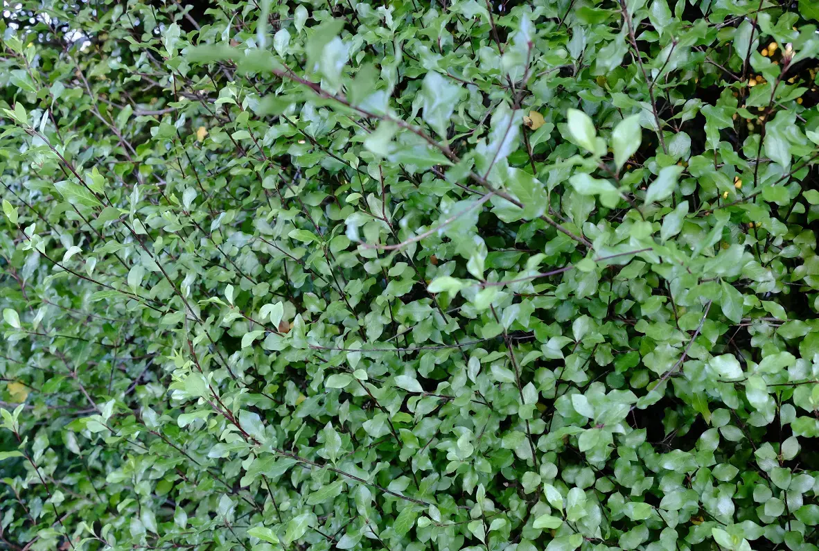 Dense evergreen hedge with small, glossy green leaves and fine branching, forming a compact privacy screen.
