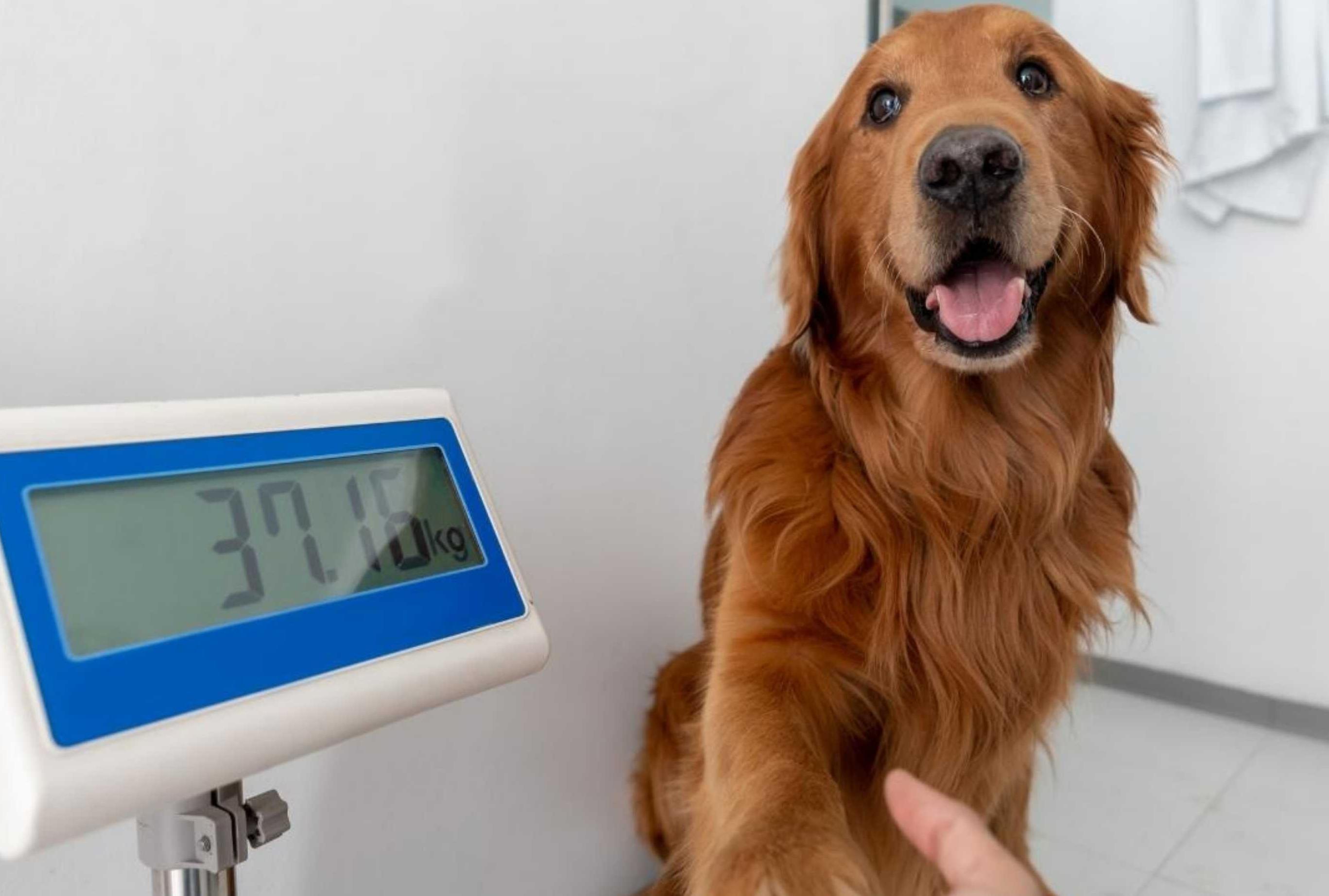 How to Tell if Your Dog Is Overweight