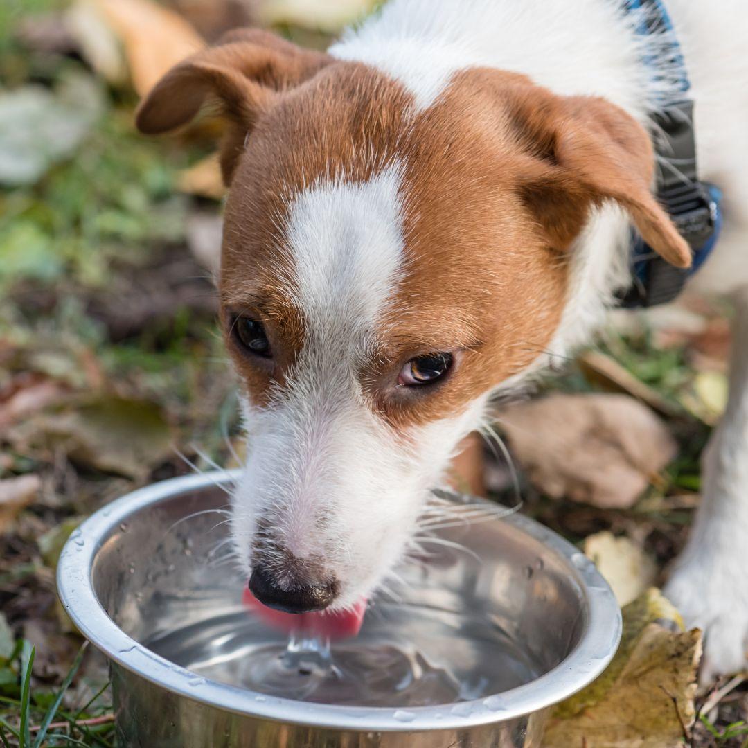 Terrier drinking from water bowl