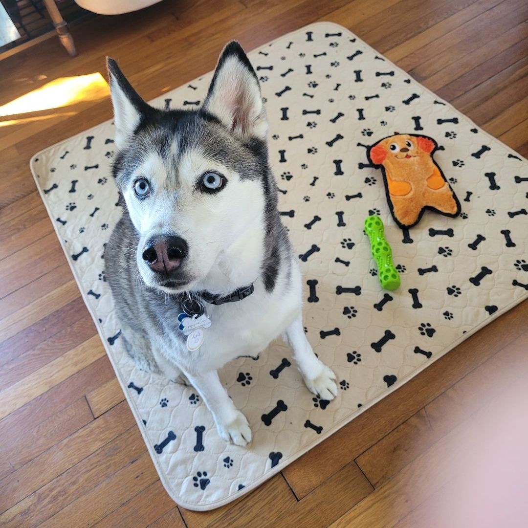 Husky posing on Potty Buddy pad with chew toys