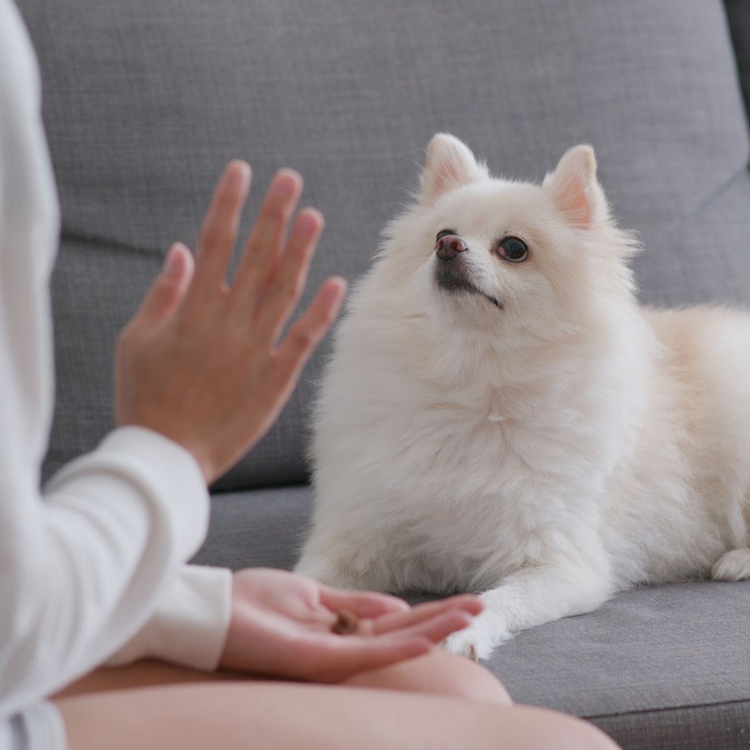 Pomeranian being trained by woman