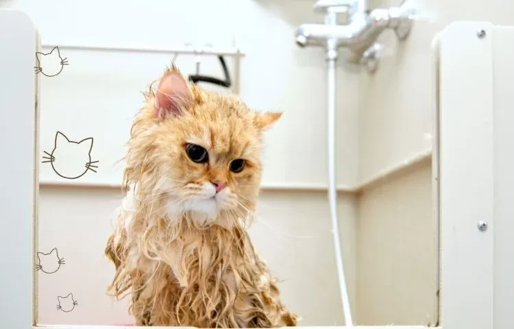 Door Buddy - Why Do Cats Hate Water?