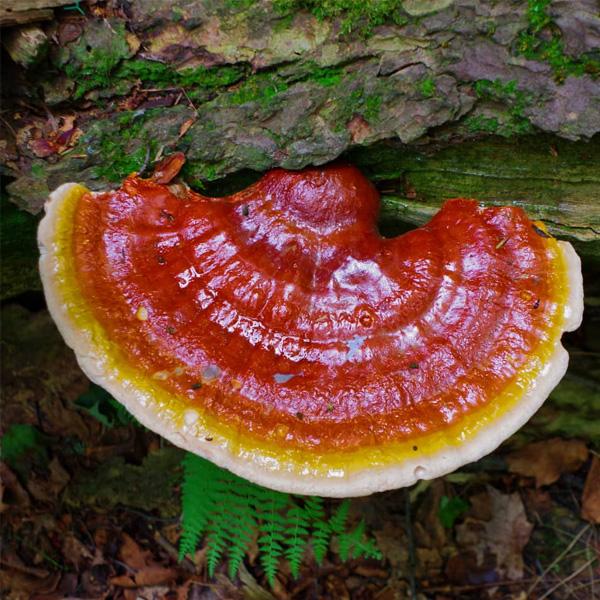 New World Wellness Organic Reishi Mushroom Extract