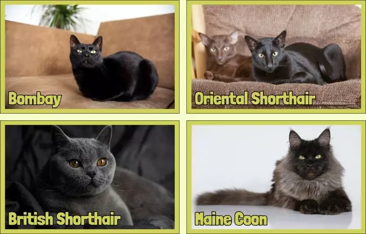 types of black cats
