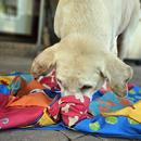 dog foraging for treats in a dog foraging mat