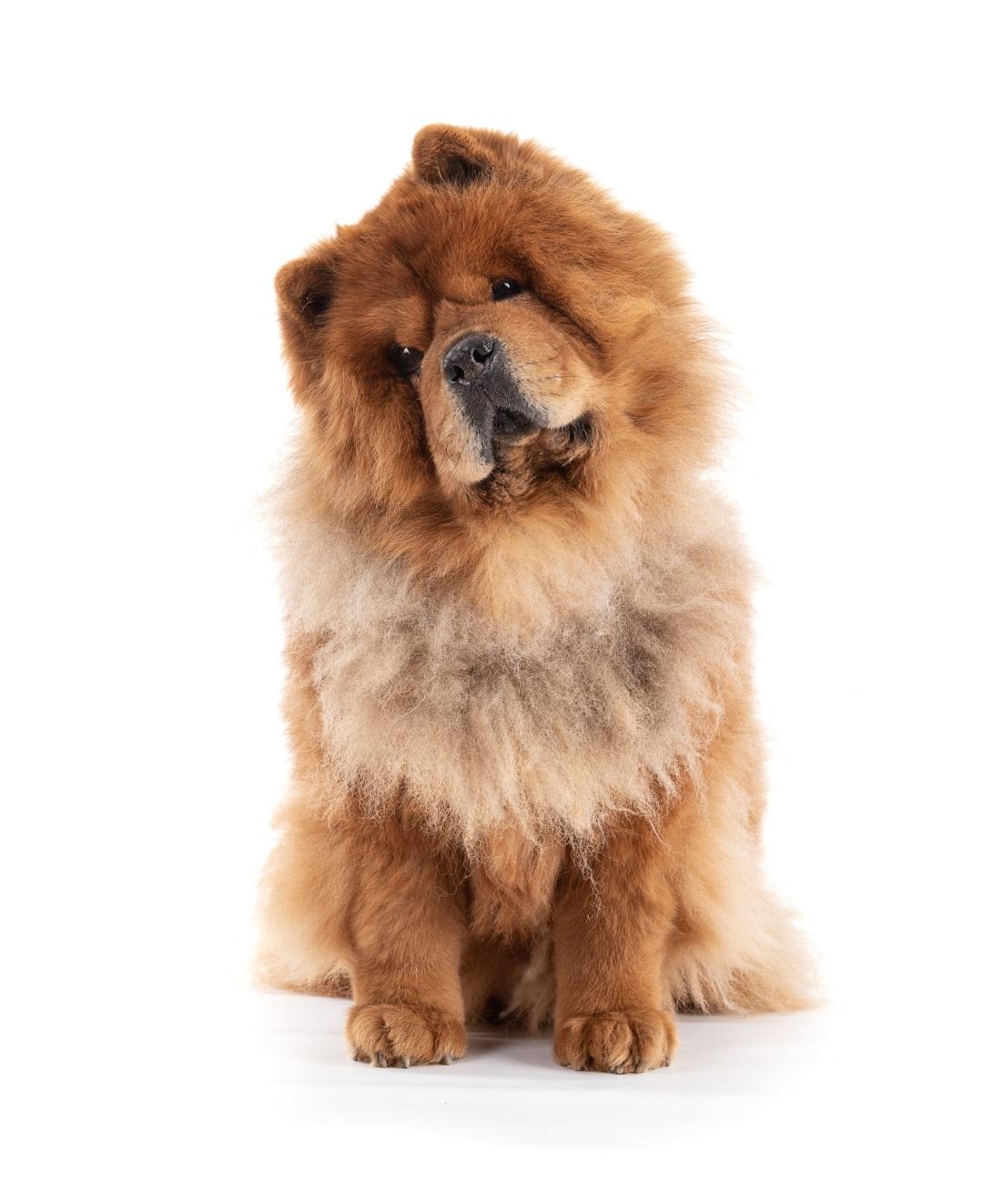 Chow Chow