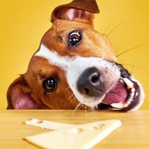 Can Dogs Eat Cheese?
