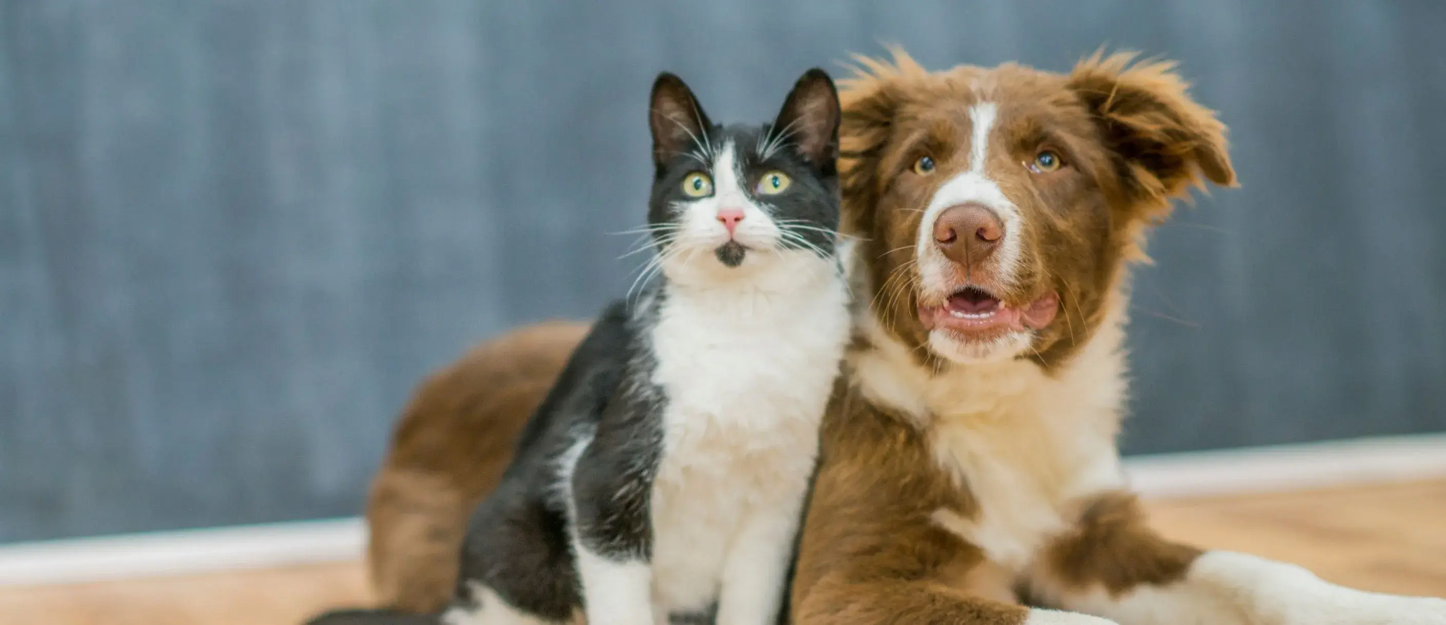 A dog and a cat sitting together on the floor, both looking relaxed and content.