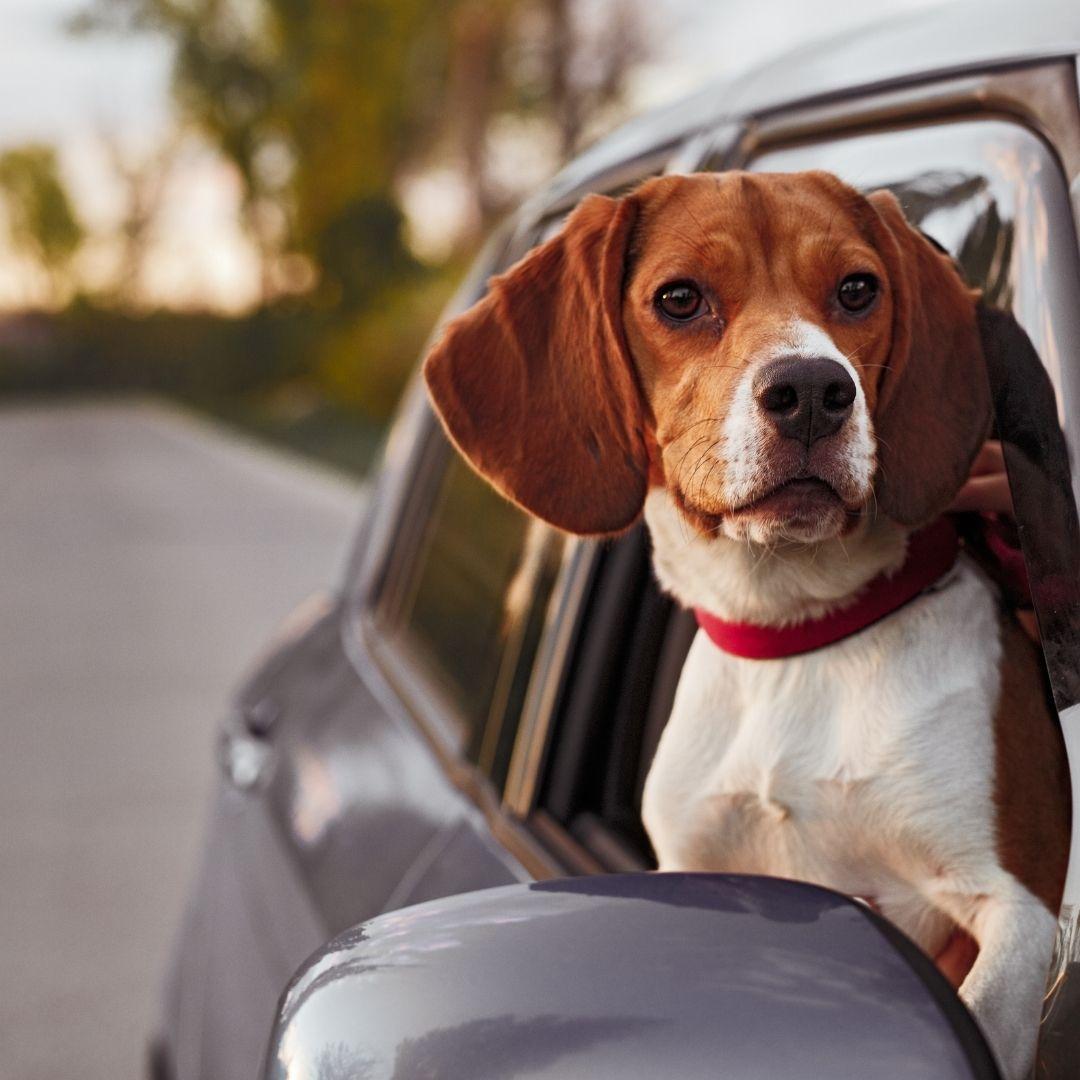 Tips to Prevent Car Sickness in Dogs 4Knines®