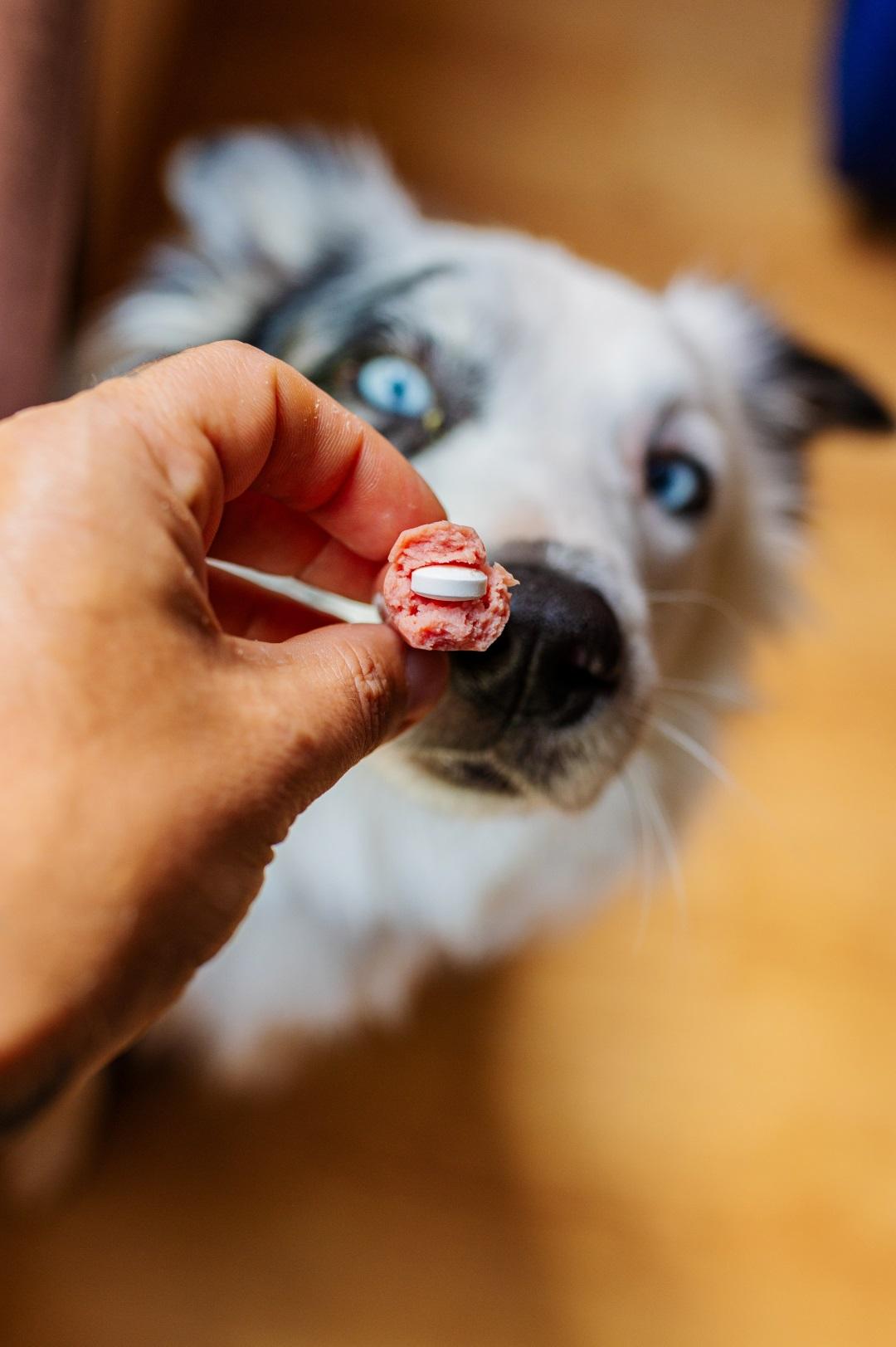 a man gives a dog a pill