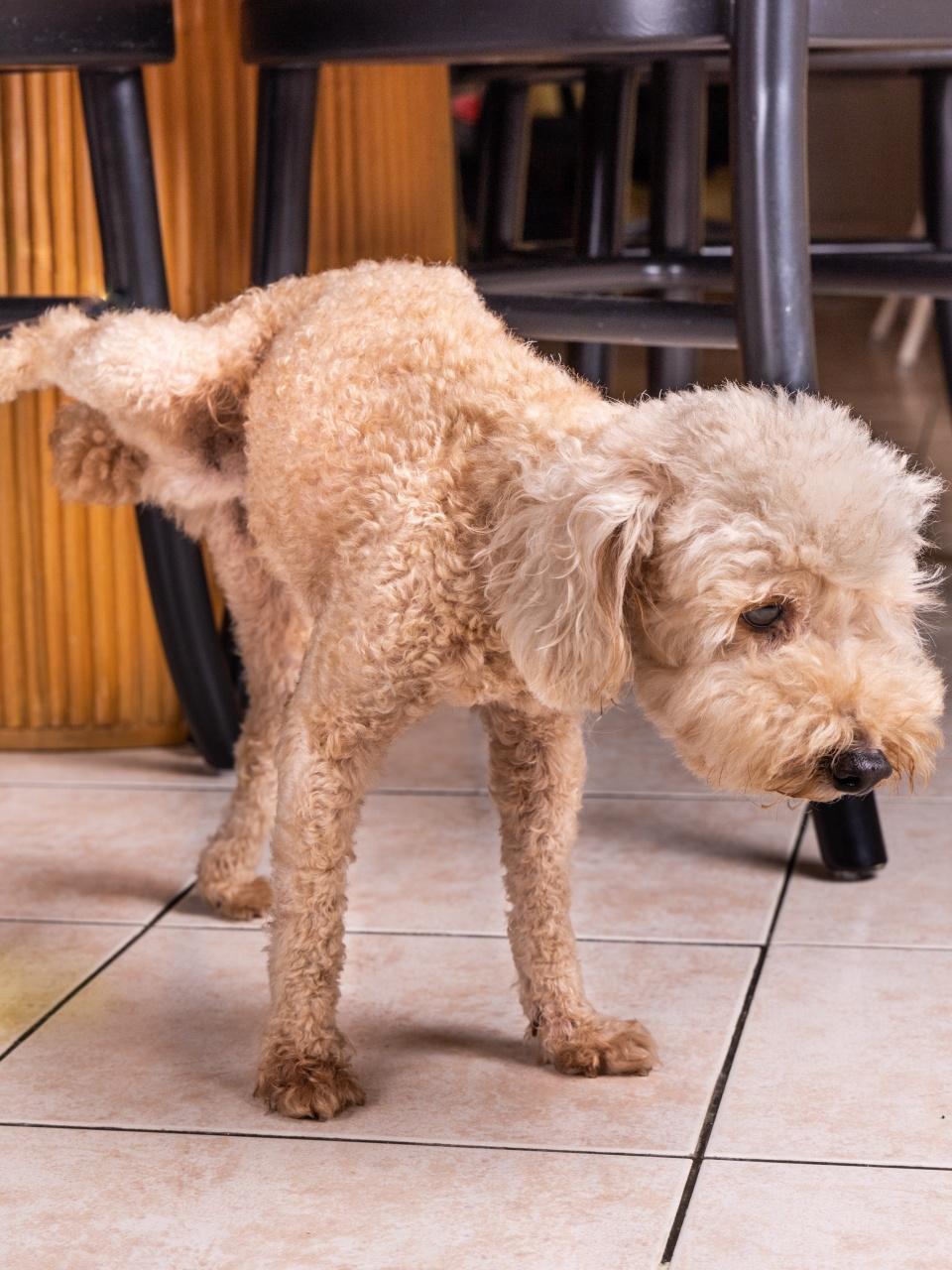 Male poodle pet dog pee urinate inside home onto furniture to mark territory.