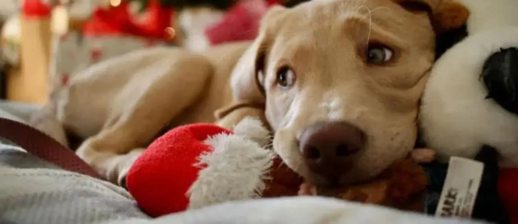 A dog resting on a bed beside a stuffed animal, creating a cozy and playful atmosphere.